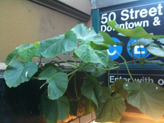 Illustration for article titled This Plant Is Your Role Model